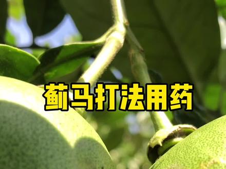 #柑橘虫害#蓟马#蜜柚蓟马防治 蜜柚蓟马打法 用药@抖音小助手