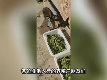 #每天分享科普知识 #拒绝废话#科普#冷知识#省流 #新农人计划 #林麝养殖 #个人经验分享仅供参考
