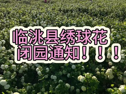 绣球话闭园通知📢‼️‼️ #抖音助花农 #临洮县 #欧洲木绣球 #新农人创业