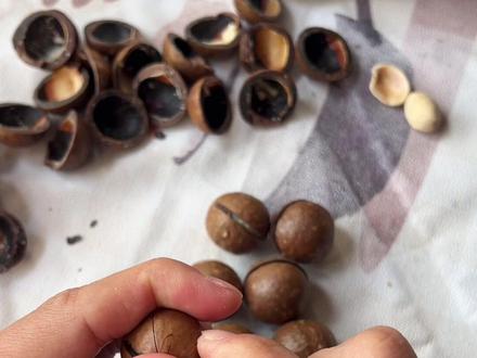 夏威夷果的正确打开方式,懒宅春节必备妙招#夏威夷果 #坚果 #妙招分享 #春节 #核桃