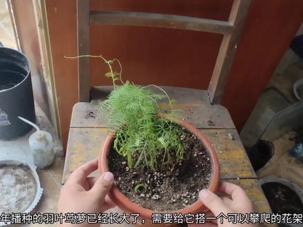 制作简易攀爬架全过程,适用于羽叶茑萝、飘香藤等攀爬植物 #花架制作 #羽叶茑萝 #造景 #阳台种花小技巧 #养花 #diy #手工 #园艺生活 #花架