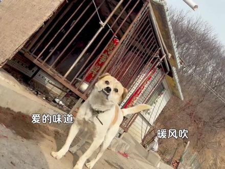 今天是西部狗仔#运镜#火苗dj#萌物来袭#转场#宠物运镜