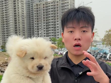 胖嘟嘟的小白熊土松 #白土松 #土松 #土松犬