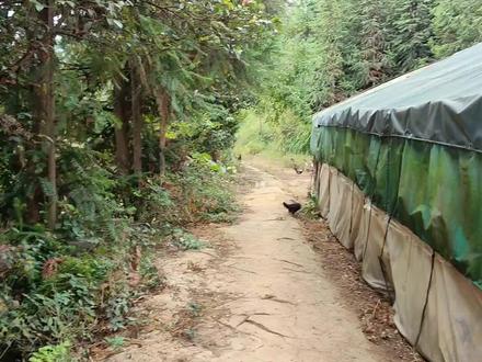 幽灵鸭和跑田鸭合并,是幽灵鸭带偏跑田鸭,还是跑田鸭带正幽灵鸭