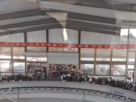 早上好,牛牛们……特仑苏奶源地#车间实拍 #奶牛养殖 #参观学习