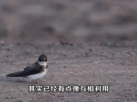 为什么只有燕子敢把巢安在人类家 #知识前沿派对 #燕子没有你我怎么活啊