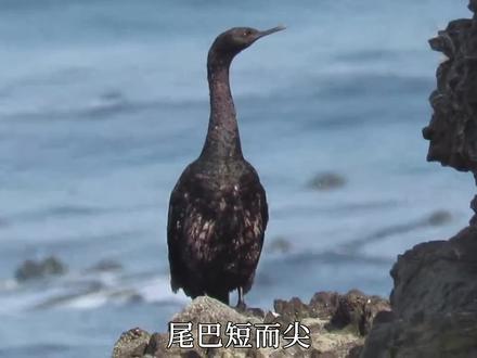 海鸬鹚为何被称为渔猎高手?它们有多厉害?
