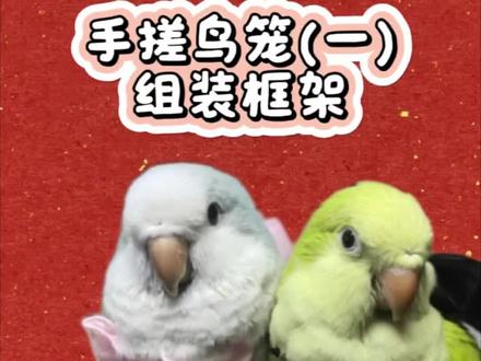 #创作灵感 手搓鹦鹉笼子的几个容易踩坑点,大家如果要自己操作一定记得避免#手养鹦鹉 #鹦鹉笼 #新手养鹦鹉 #鹦鹉日常