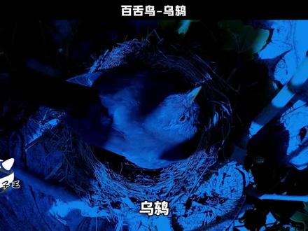 被驯养上千年的百舌鸟,现在还能随便养吗?为何说它是白眼狼 #乌鸫