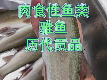 雅鱼 吃水生昆虫和昆虫幼体,也吞食小型鱼类,小虾及其少量的水生藻类,人工喂养,以动物性食料为主,雅鱼属高档经济鱼类,雅鱼年上市量不足2万斤,市场零售价,淡季为70-90元每斤
#三农 #水产养殖 #抖音助农 #鱼苗