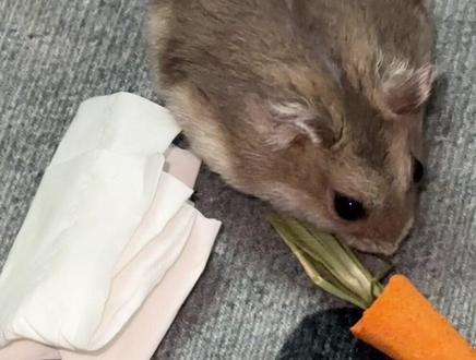 牛牛是真会啊 #仓鼠 #萌宠出道计划 #鼠鼠 #小仓鼠 #仓鼠日常