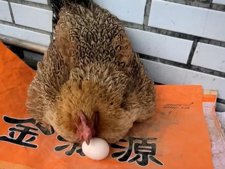 新来了一批咯咯哒#采情寻 #喂鸡主播 #咯咯哒 #小狗老弟