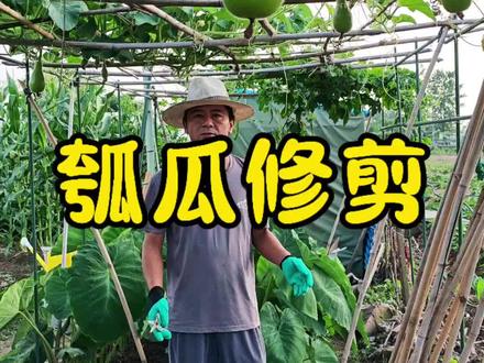 瓠瓜生长中期怎么管理 #瓠瓜种植 #自己种菜 #家庭种植
