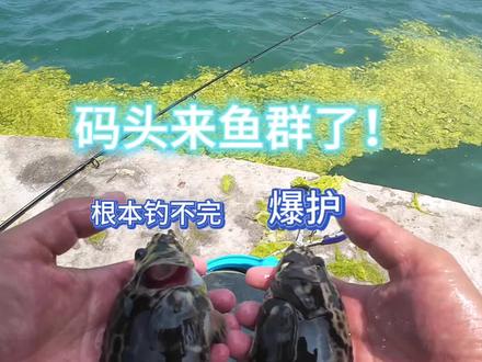 今天的鱼获想不想样?老铁们! #钓鱼 #大海的馈赠 #野钓路亚