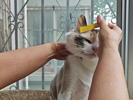 屎山代码这一块 底层代码不可违背#猫咪 #猫的底层代码 #屎山代码 #代码冲突 #猫