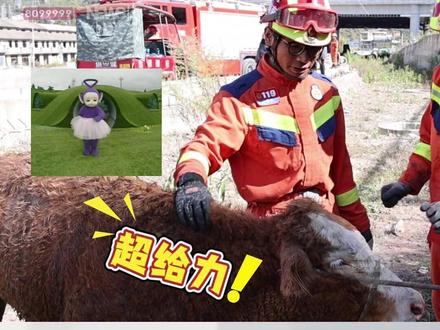 小牛掉坑里了怎么办?蓝朋友来“吊起来”!#救援 #蓝朋友 #牛