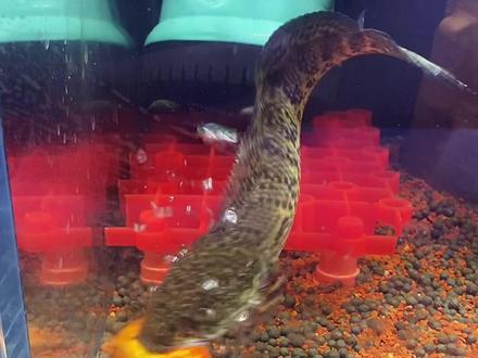 这雷龙鱼太太太出乎我预料了#黄金眼镜蛇雷龙