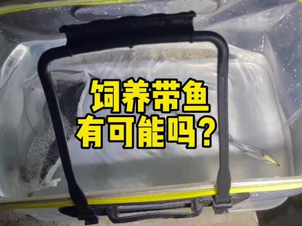 在鱼缸里饲养带鱼,有可能吗? #海水缸 #带鱼 #frank的私人水族馆 #夏日科普星探企划