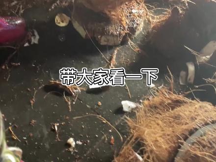 快来尝尝又香又甜的海南特产糖渍椰子角~#休闲零食 #抖音美食推荐官 #椰子 #椰子的N种吃法