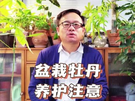 盆栽牡丹花的养殖方法和注意事项:注意6点,春天不要做这事 #牡丹 #牡丹花 #牡丹养护方法 #家庭养花