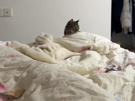 其实是魔丸来的##小猫咪