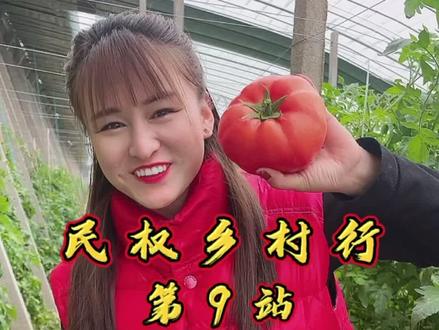 这个百亩大棚的村庄你去过吗?西红柿也太大了吧!#抖音小助手 #知识资讯