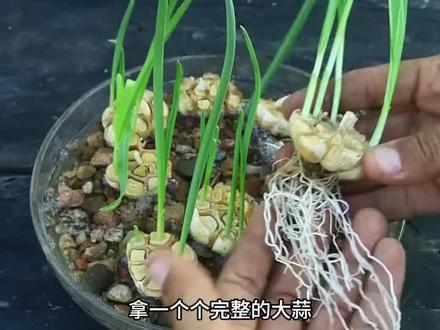石头种蒜苗,友情永不倒!家庭水培新玩法 #家庭种植 #水培蔬菜 #阳台小菜园 #生活小妙招 #居家绿植 居家种菜,水培大蒜,石头种植,厨房种菜,阳台种菜,种蒜苗,水培教程,种菜妙招,省钱种菜,无土栽培,家庭农场,窗台种菜,种菜小白,种植技巧,水培蔬菜,种植实验,新手种菜,厨房园艺,发芽大蒜,废物利用,石头妙用,蒜苗生长,种植记录,芽苗菜,水培记录,懒人种菜,办公室种菜,学生种菜,种植乐趣,植物生长,治愈种植,解压种菜,种植分享,家庭园艺,水培指南,种植小贴士,蒜苗做法,种菜日记,城市种菜,种菜教学,种植挑战,手残党种菜,种植成功,水培神器,简易种菜,环保种植,有机蔬菜,盆栽蔬菜,种菜干货,种植科普,生活技巧,创意种植,居家好物,实用妙招,美食素材,健康蔬菜,无添加蔬菜,绿色食品,自给自足,种植观察,植物科普,水培设备,低成本种菜,高颜值种菜,清洁种植,快速收获,种植秘诀,水培技巧,种植问答,大蒜再生,保鲜妙招,厨房实验,生活创意,改造家居,绿植养护,植物装饰,水培容器,种植经验,零失败种菜,亲子种植,学生作业,植物记录,动手能力,劳动教育,自然观察,植物知识,水培植物,家居美化,治愈视频,解压视频,生活记录,日常分享,经验教学,实用教程,干货教程,步骤详解,过程记录,成果展示,对比实验,生长变化,时间流逝,视觉享受