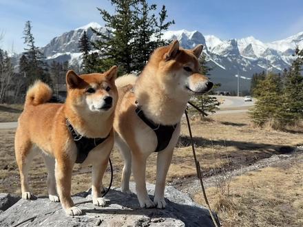 养柴犬只有两种结局!爱恨拉满,它远不止表情包那么简单。 #柴犬养护知识 #柴犬 #柴犬科普 #宠物科普 #宠物狗