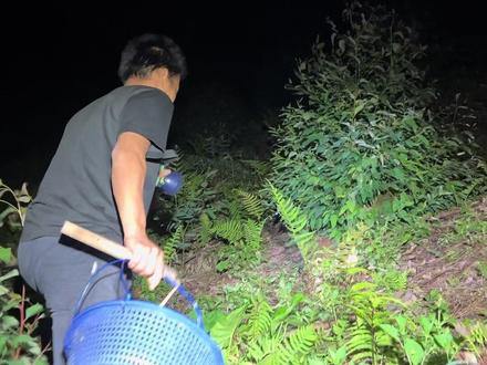 天黑出来捡鸡纵啦,一上山就发现了一窝竟然虫子也在吃 #鸡纵菌 #捡菌子 #农村生活 #菌子的季节