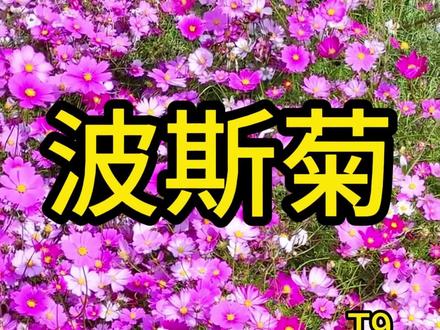 如果你是养花新手,那你就种点这个#波斯菊 它是拉萨的市花。也叫#格桑花 #养花种草