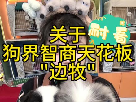 陨石边牧真的帅到犯规,智商颜值都在线~#知识分享 #陨石边牧 #宠物知识