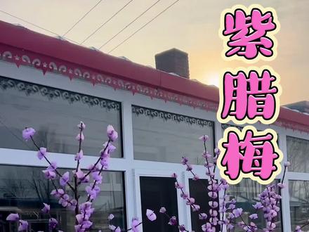 浪漫的雪天,捏一树紫色腊梅花,祝大家‘紫定发财’呀#我的乡村生活 #新农人计划2025 #腊梅花 #蜡花 #纪录真实生活