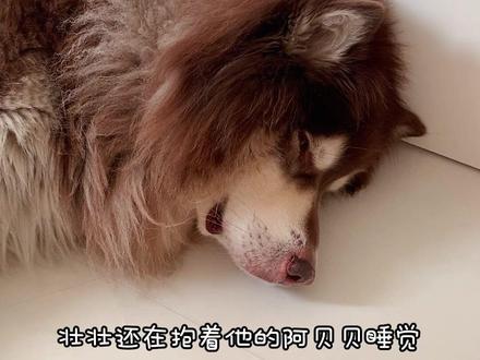 小狗不会说话 但是会想办法表达自己的情绪! #阿拉斯加