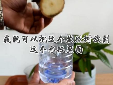 烂根的发财树不要扔,一个矿泉水瓶,即可让它“起死回生”,方法超级简单 #发财树