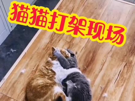 【搞笑萌宠】大型猫猫打架现场,一共出拳3698次!#猫咪的迷惑行为 #治愈猫咪 #喵星人