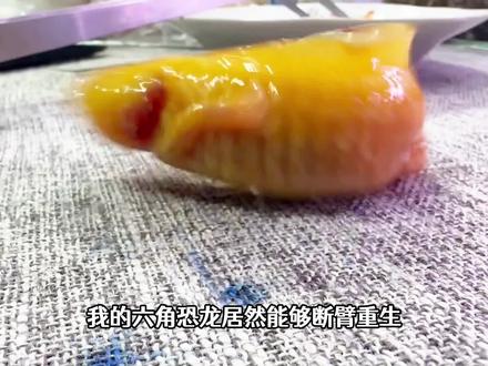 具有再生能力的六角恐龙断臂重生,到家6天不吃不喝,同伴叛变了 #水族 #蝾螈蜥蜴 #六角恐龙