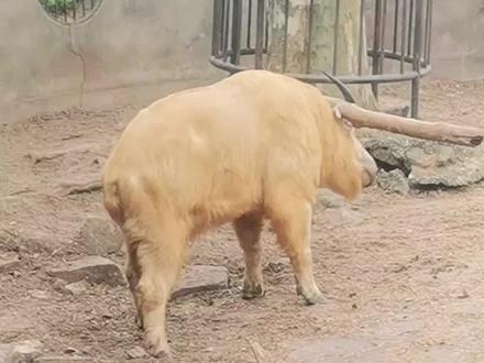 牛角要经常打磨打磨才能成为利器#上海动物园 #羚牛 #科普