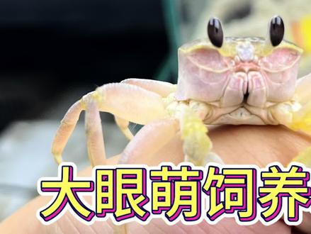 饲养教程来啦#沙蟹#大眼萌 #小萌蟹 #饲养教程 #蟹