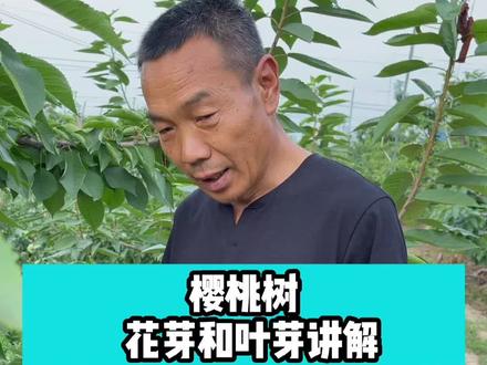 樱桃树什么是花芽?什么是叶芽?#樱桃树管理#花芽分化 #果树 #车厘子大樱桃 #知识分享