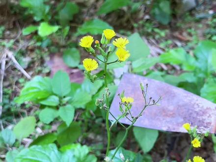 黄鹌菜又名还阳草,它的价值这么好,遇见就挖点回来。#植物 #农村生活 #科普