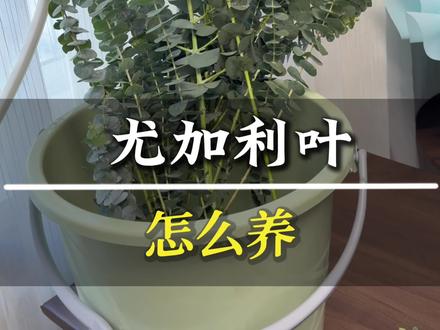 尤加利叶怎么养,怎么快速去叶#花材养护 #花店#鲜花养护 #鲜花知识 #尤加利叶