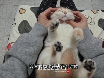 今天捏旺仔小馒头#沉浸式撸猫 #第一视角撸猫