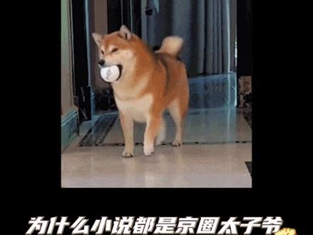 说实话我还是最喜欢川渝太子爷这个赛道!#搞笑#离谱#京圈太子爷