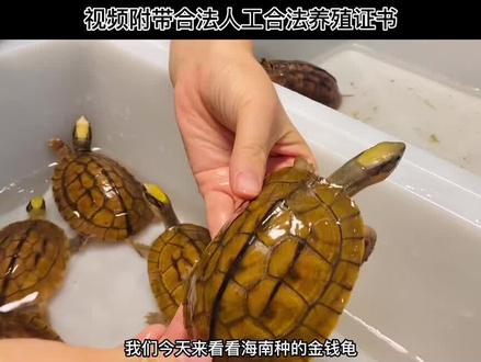 分享纯种海南三线闭壳龟的养殖方法~#金钱龟#养龟日常 #海南金钱龟 #人工繁殖