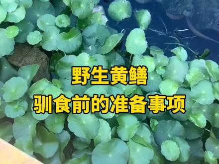 野生黄鳝训食前的准备事项#野生黄鳝 #黄鳝 #黄鳝养殖 #水产养殖 #水产养殖技术 @抖音小助手 @抖音作者助手