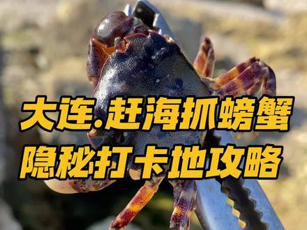 大连赶海抓螃蟹隐秘打卡地攻略#大连旅游攻略 #旅行推荐官 #黑子带你游大连