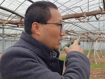 单氰胺主要成分是氰氨化钙 ,有一定的毒性,刺激呼吸系统, 对眼睛有严重伤害。用途是一种碱性肥料,也是高效低毒多菌灵农药的主要原料之一,可用作除草剂、杀菌剂、杀虫剂#农业种植 #农业种植小知识 #葡萄种植#知识分享