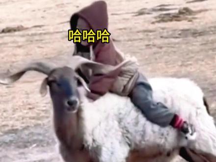 啥也没说上来就骑我 #搞笑配音 #动物的迷惑行为 #看一次笑一次