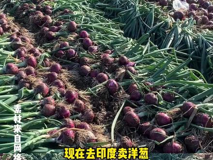 现在去印度卖洋葱,还来得及吗?#印度高温 #印度 #高温