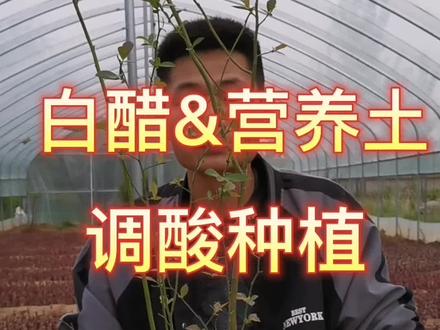 #蓝莓种植 蓝莓 种植要点 学会的朋友 点点赞奥@抖音小助手 #新农人计划 #新疆 #果树苗